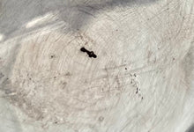 Early 20th Century Dutch White Metal Tea Strainer. 2.3 troy ounces.