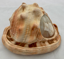 Victorian Large Conch Shell Cameo of The Duke of Wellington.